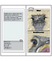 beeldmanie folder